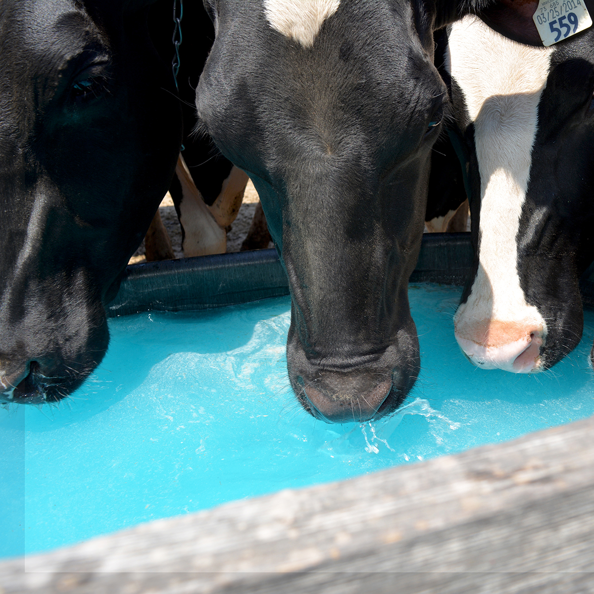Are you prepared to mitigate the effects of heat stress on your dairy before the warm weather sets in?  Heat stress hits at lower temperatures – which means heat abatement strategies should be implemented sooner to prevent the effects of heat stress. techmixglobal.com/knowledge-cent…