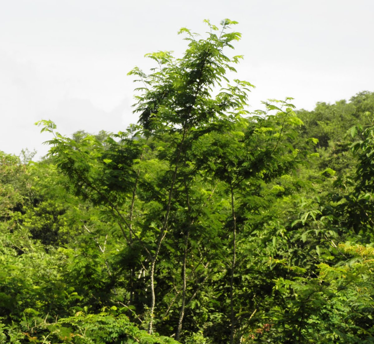 silvopastoralis's tweet photo. #SilvopastoreoElReto Esta Semana nos hemos paseado por diversas especies leguminosas (Acacia, Prosopis, Pithecellobium) del Árido, Semiárido y Bosque seco, adaptadas a clima y suelo, creciendo sin riego, ofreciendo madera proteínas y energía Tropical#SilvopastoralismTheChallenge https://t.co/O9z1YFOGtQ