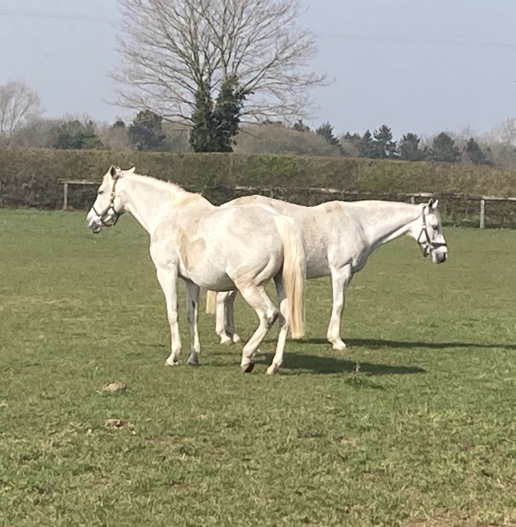 Don’t worry it’s not a mythological animal it’s Alpine Snow & Lincoln Rose enjoying the 🌞 together @g_bloodstock