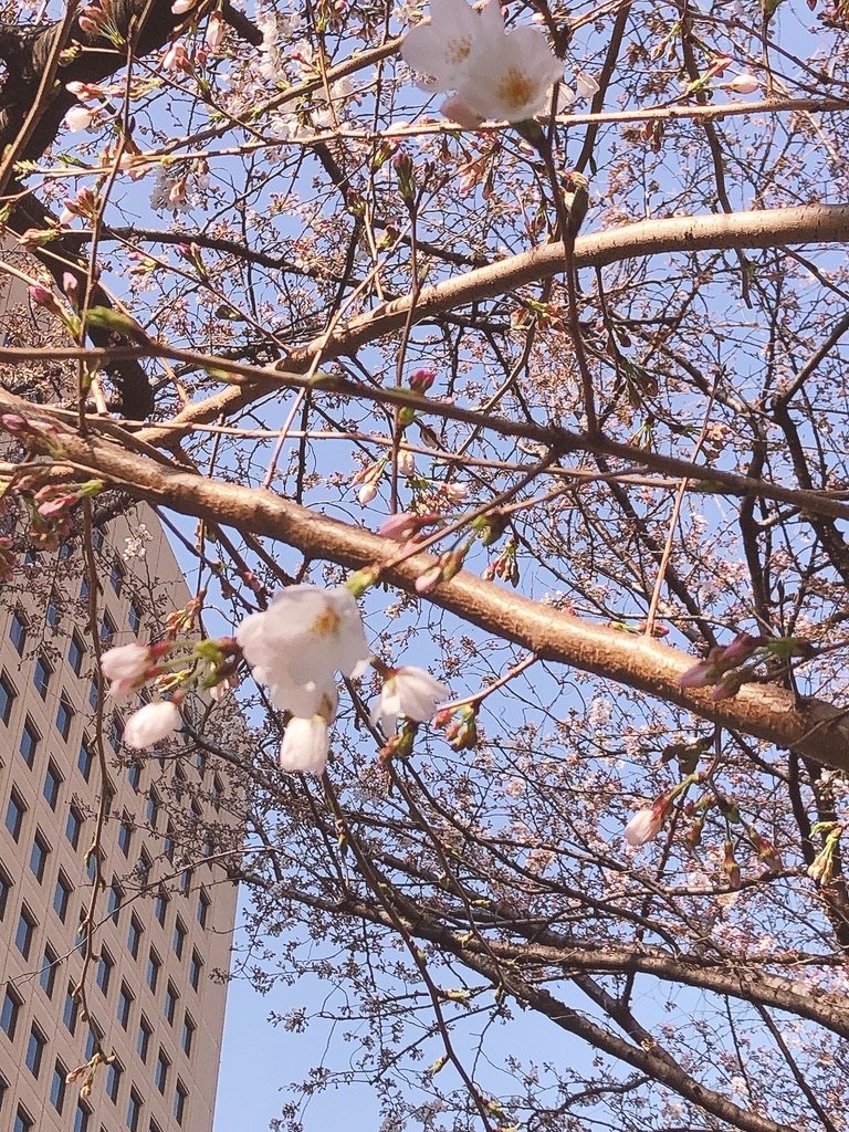 omosiro_choudai's tweet photo. 3/24(木):SharePod登録数 +1(総数 6,408)
川崎でも桜が咲き始めました🌸
来週が楽しみです😁
#YouTube
#ユーチューブ
#SharePod https://t.co/clWLbGFzcm