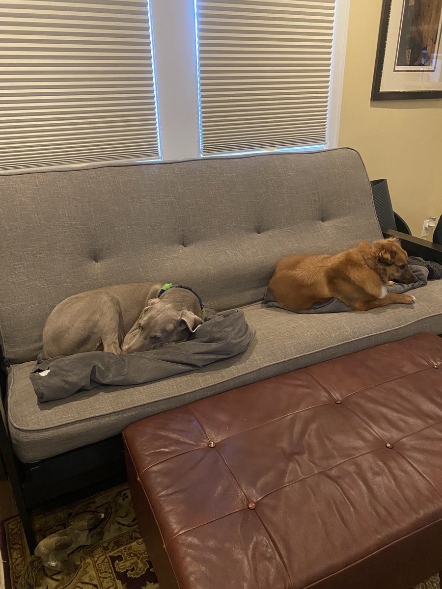 ajohnsocyber's tweet photo. #cyberpups ready for the work day https://t.co/gI4n7MAX9C