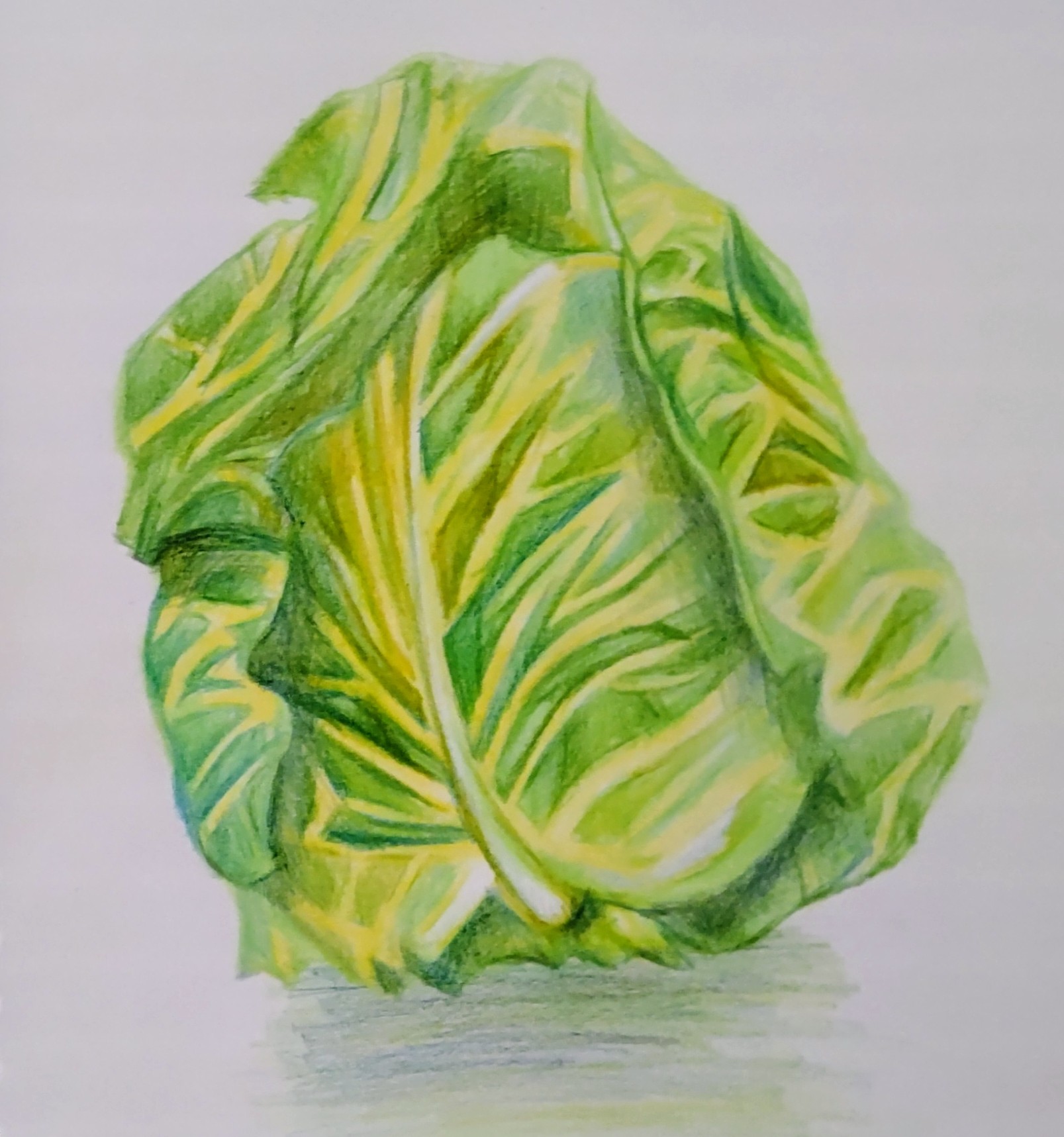 تويتر 童子 على تويتر 大胆の春キャベツ 野菜 イラスト 色鉛筆 芸術の輪 芸術同盟 T Co Y7ju1jgrhc