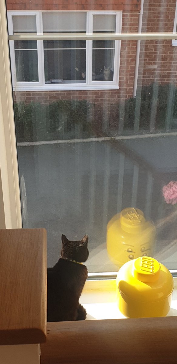 AlanaBethCooper's tweet photo. I've been waiting for this moment... #CatsOfTwitter #CatsOnTwitter #stareoff https://t.co/yNTLJctsjP