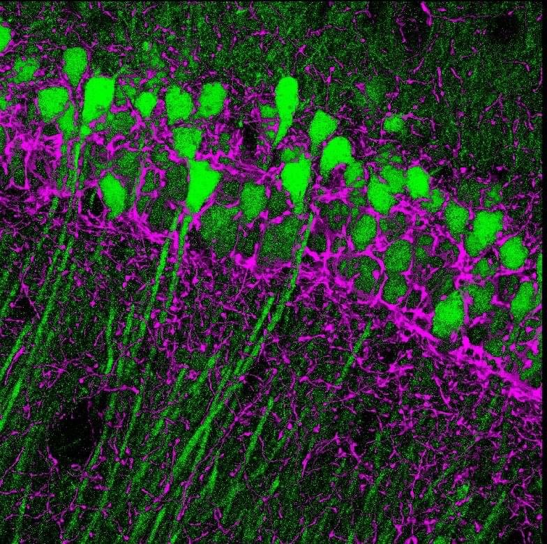 Cannabinoid receptor expressing, primarily GABAergic basket cell axons, surrounding hippocampal CA1 pyramidal cells expressing GFP from the Nr4a1 promoter. #neuroscience #SciArt #hippocampus