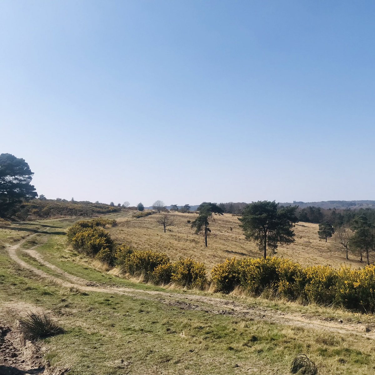 MattDaleyUKRN's tweet photo. Training hike for #3peakschallenge on #AshdownForest with Angus and Toby, enjoying the sunshine and scenery, looking out for #WinnieThePooh #dogsoftwitter #SASHCharity #sashnhs #sashchaplaincy https://t.co/DaX0eJQp6g