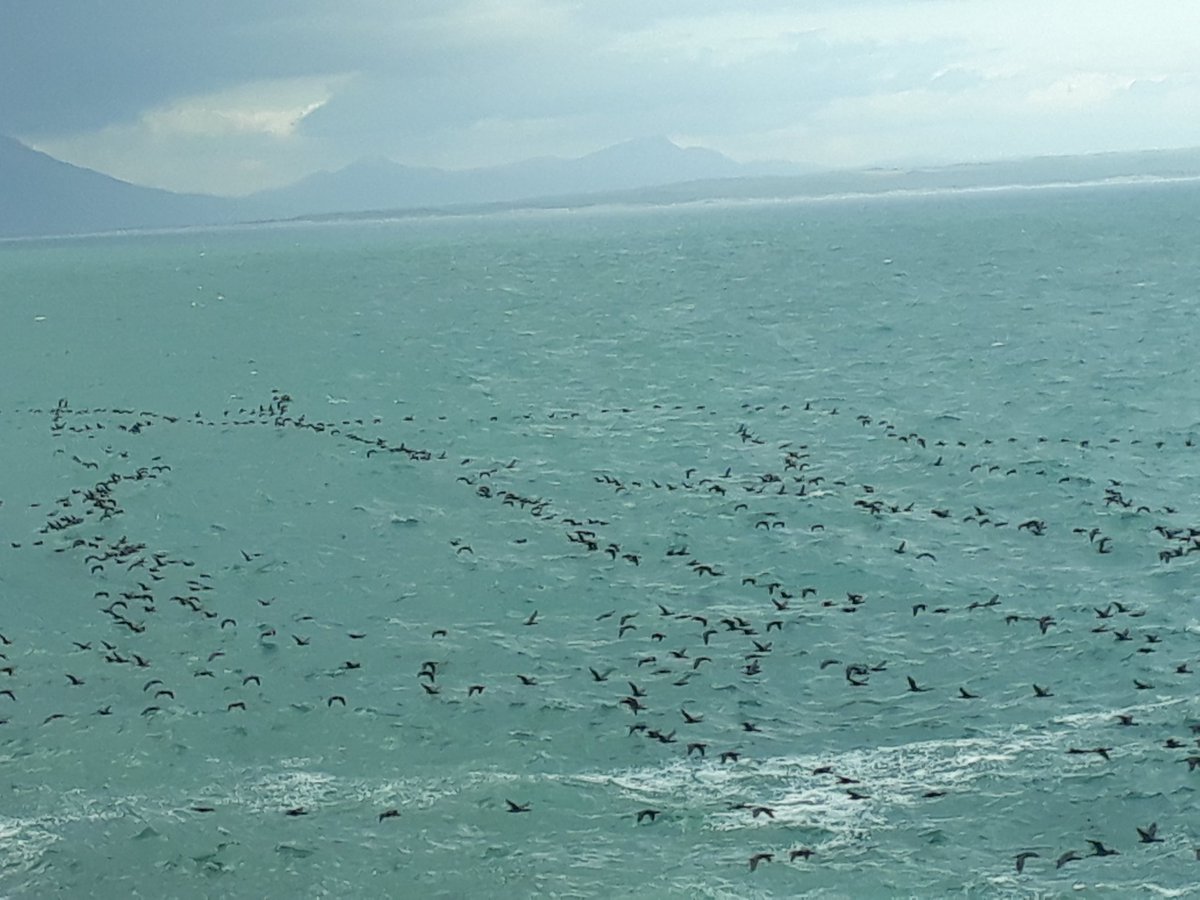 myers_rb's tweet photo. Huge flock of cormorants over Walker Bay on the southern Cape coast.
#TRLT
#WednesdaySunset https://t.co/hvpzIEWjVh