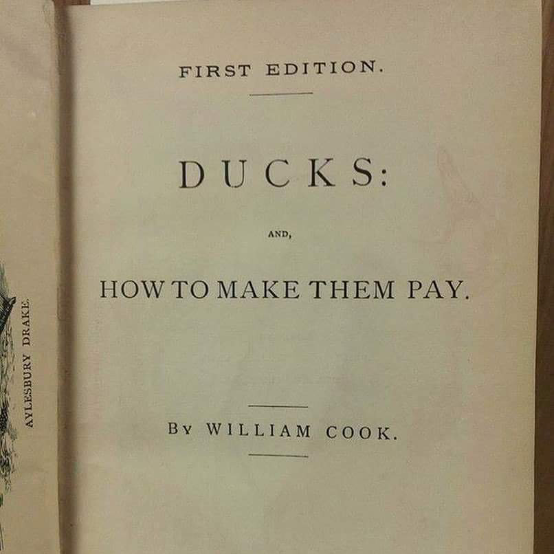 NilsMarkusson's tweet photo. When uni employers steal the ducks’ pensions, give us too much work, and discriminate based on gender, race and type of work. #AngryDucks #ReclaimLU #OneOfUSAllOfUs #UCUStrike #UCUStrikes #USSMess @LancasterUCU https://t.co/KkoB2Bws8k
