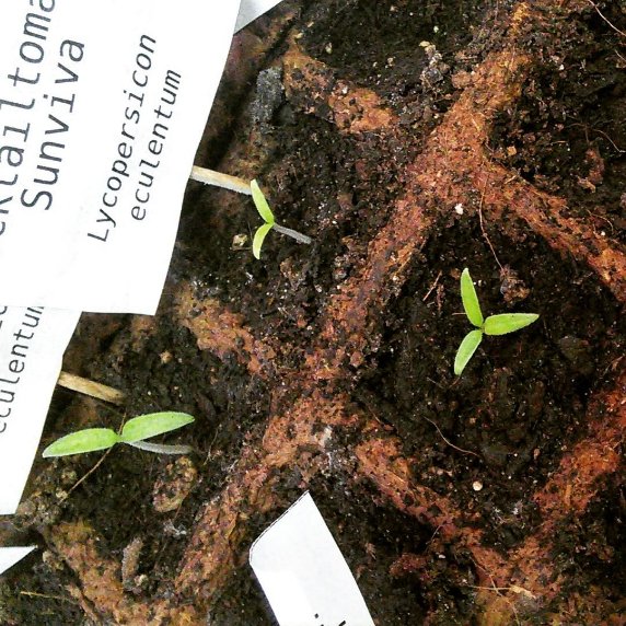 taonoui's tweet image. Die einen finden ein vierblättriges Kleeblatt, bei mir wachsen dreiblättrige Tomatenkeimlinge. 🥰

Die Sorte Sunviva scheint ein kleines bißchen schneller zu sein, als die Sorte Vivaroma.

#Sunviva #Vivaroma #OpenSourceSeeds #TomAKKen #Tomaten #Glücksbringer #Terassengarten