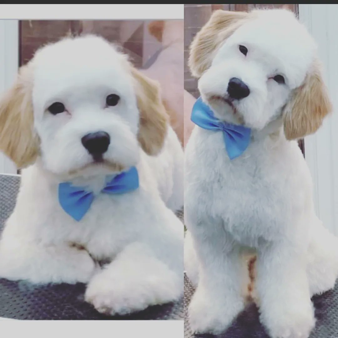SallyGreen66's tweet photo. Happy 1st birthday to our gorgeous boy Alfie #itsadogslife https://t.co/8NGkZe17GX