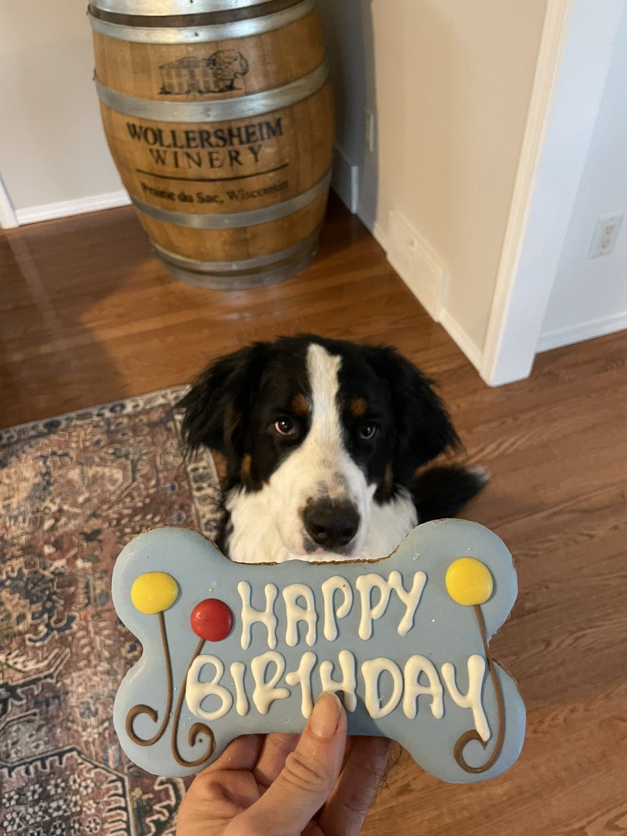 news3leah's tweet photo. My doggo turned one this week! Happy belated #NationalPuppyDay from my little dudette 💚 #Bascom https://t.co/8FkCQqVK1H