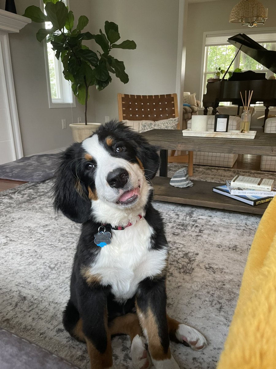 news3leah's tweet photo. My doggo turned one this week! Happy belated #NationalPuppyDay from my little dudette 💚 #Bascom https://t.co/8FkCQqVK1H