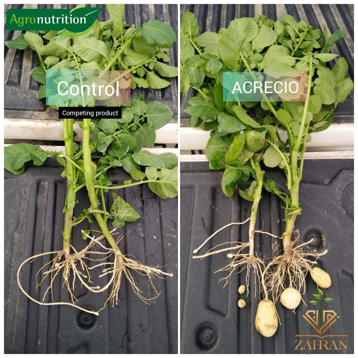 Résultats de notre produit Acrecio  sur des #pommesdeterre en #Jordanie ! ✅ ⬆️🥔🧑‍🌾

#biostimlant #biofertilisant #innovation #Environnement  #agriculture #agriculturedurable #nutritiondesplantes #agriculteurs