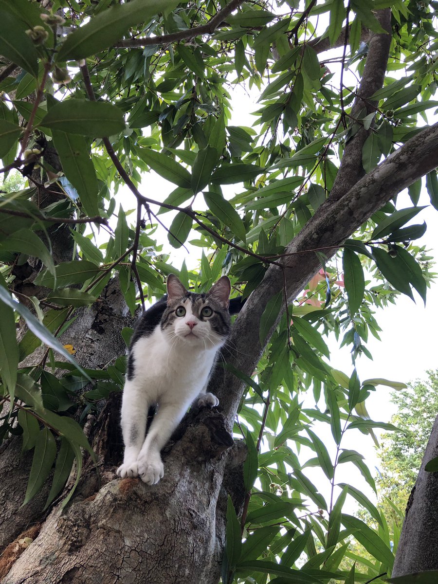 SeibertIntriors's tweet photo. @thekittenwinksy #Kizzy loves acting like a squirrel and climbs trees! #Catsofttwitter https://t.co/cQ52iqdNZ3
