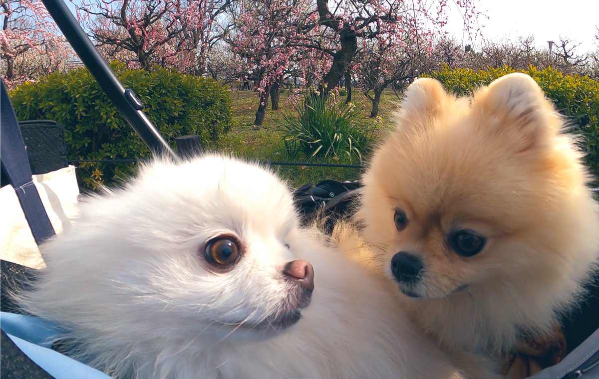 Puffy n Chura 💓
梅の花