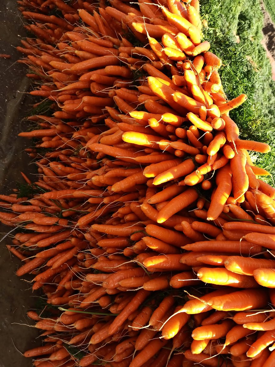 Résultats de notre produit ACRECIO sur des #carottes en #jordanie ! ✅ ⬆️🥕🧑‍🌾

#biostimlant #agriculturedurable #innovation #Environnement #agriculture #agronomie #nutritiondesplantes
