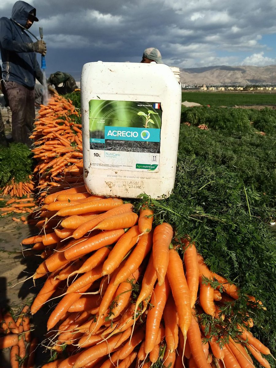AGRONUTRITION's tweet photo. Résultats de notre produit ACRECIO sur des #carottes en #jordanie ! ✅ ⬆️🥕🧑‍🌾

#biostimlant #agriculturedurable #innovation #Environnement #agriculture #agronomie #nutritiondesplantes https://t.co/savbPwQ89L