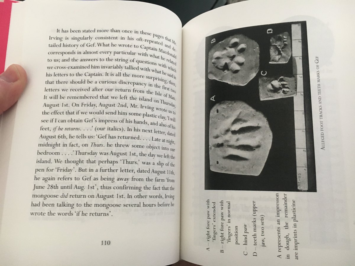 ChrisJosiffe's tweet image. Now available for pre-order at @GuillemotPress, Haunting of Cashen&apos;s Gap (Price &amp;amp; Lambert&apos;s 1936 #GeftheTalkingMongoose investigation, inc. original photos). Just £14, with splendid cloth binding &amp;amp; FANTASTIC mongoosey endpapers by illustrator @GuntonRia guillemotpress.co.uk/nonfiction/gef