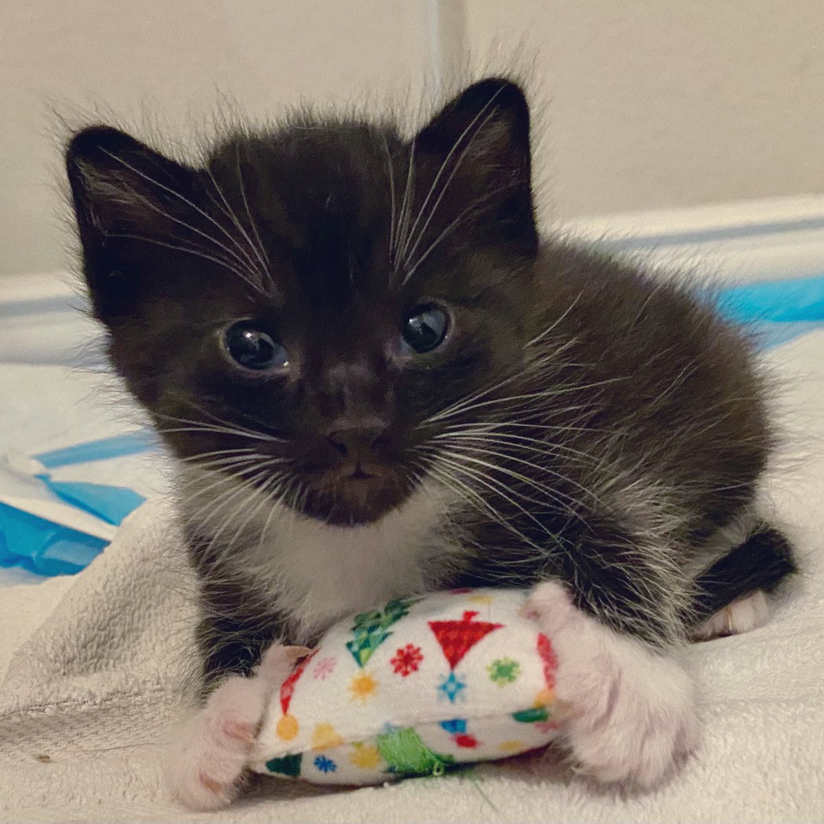 Foster_Fluff's tweet photo. Discovering the magic of toys! #Myla #whiskers #kittens #CatsOfTwitter https://t.co/BgX0QTdyJK