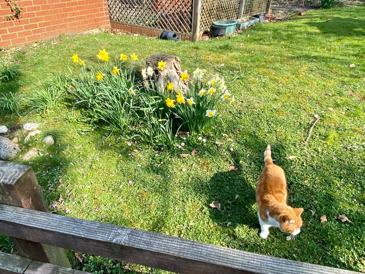 SchoolCranford's tweet photo. Just taking a photo of some beautiful daffodils in our forest school/science area, when Topsy decided that she wanted to be in the photos.  #NotCameraShy https://t.co/yvFdsIOsav