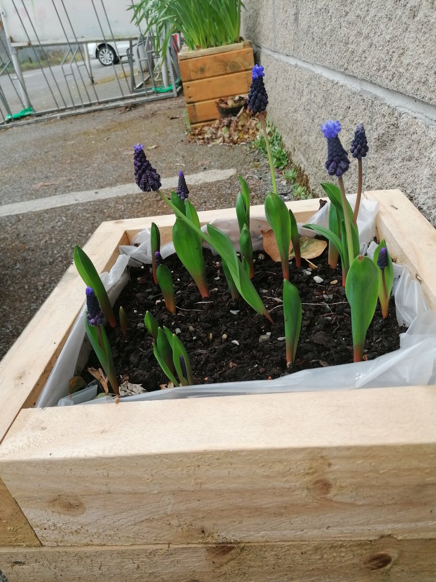 YouthreachSligo's tweet photo. Now to wait for the bees!! #Bulbsforbees @GaisceAward @CranmoreCoop @sligoctc https://t.co/J3JXziOUyR