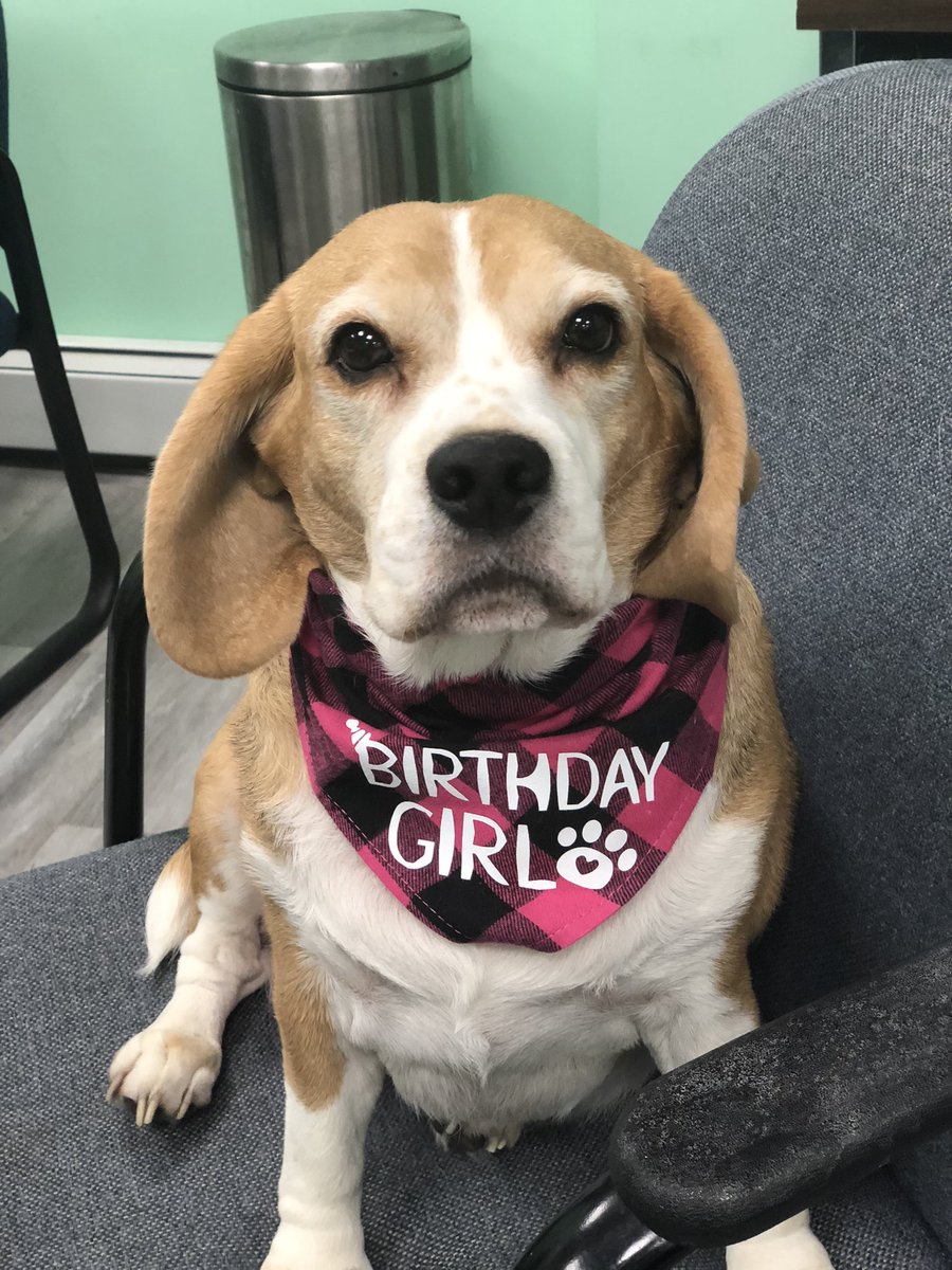 Today is my baby Daisy’s birthday.  She turns 6 today.  Can she get some birthday wishes.