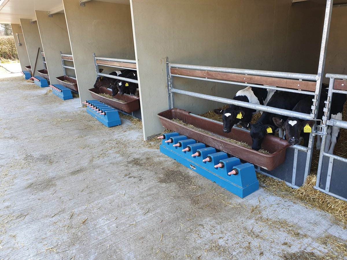 5 star calf housing at Gelli Aur @ColegSirGar giving the next generation of #regenerativecow an ideal start.