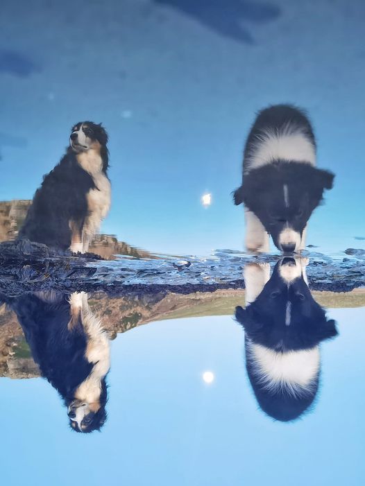 Leadership_One's tweet photo. From James O'Donnell Photography in Ireland... Hands down winner for the #reflectionChallenge  Love Irish Border Collies🐶 @petermarteka @sdoppler2 @LiamWBZ @zackgreenwx @4cast4you https://t.co/jFr6iWtBP6