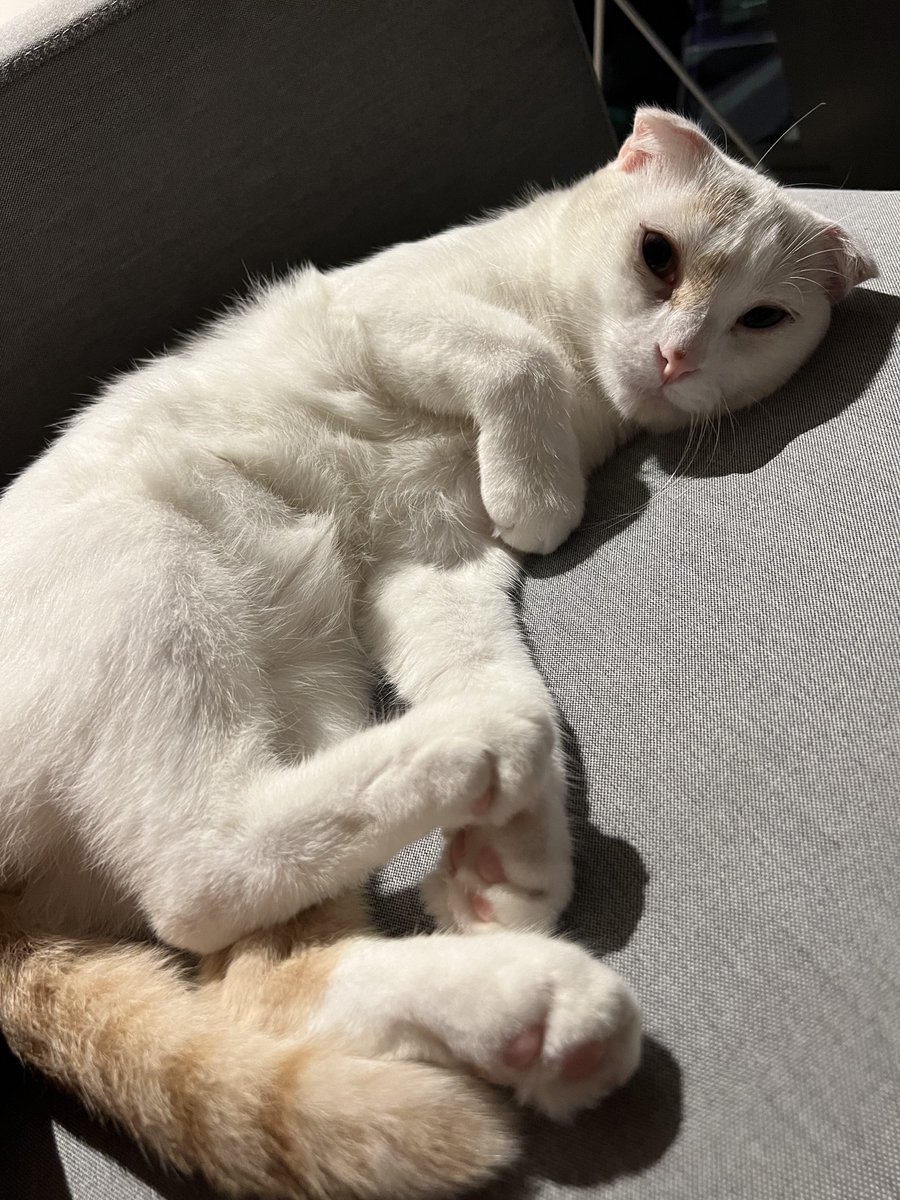yuki__kitti tweet picture