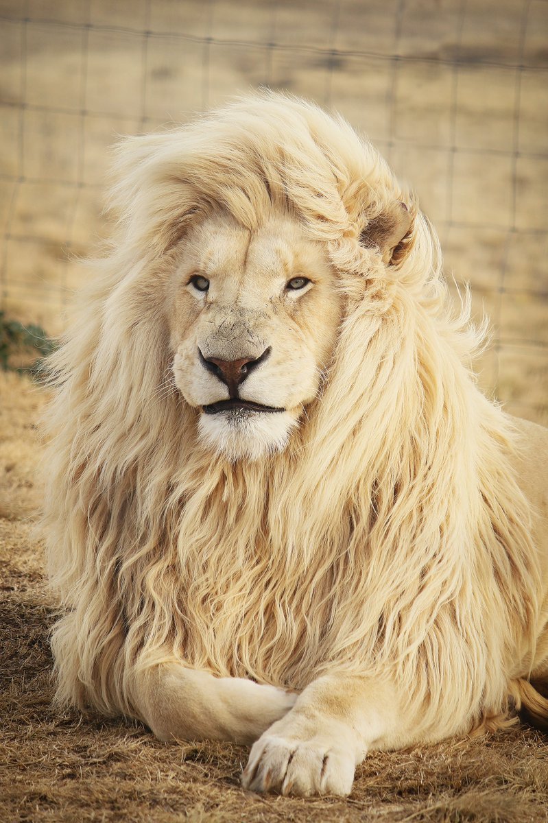 scottstravel's tweet photo. DISCOVER SOUTH AFRICA

Experience vibrant and lively culture, breathaking landscapes, fruity vineyards, amazing safaris and scenic coastal road trips. Southern Africa offers the most spectacular holidays. 

Call us on 020 8882 0141 for more inspriation. https://t.co/XxG1xD6MBO