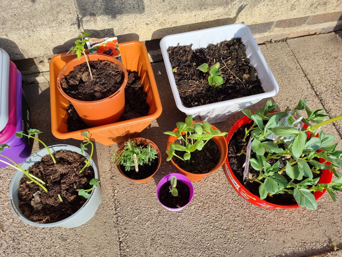 Cotmanhay Juniors tweet media