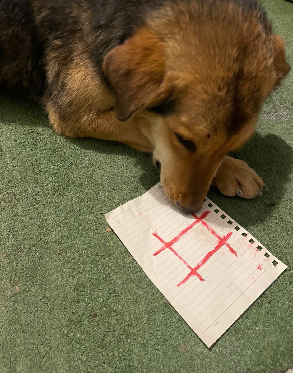 asd182928's tweet photo. @hashflownetwork my puppy https://t.co/pBAUPK4iNK