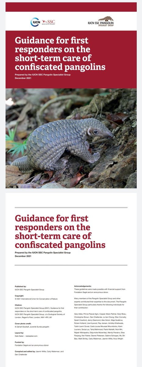 sundapangolin's tweet photo. Am honoured to have contributed to this Guidance for 1st responders on short-term care of confiscated pangolins with members of the IUCN SSC Pangolin Specialist Group. Please pm me if you are keen to get a copy.
#pangolinconservation #pangolin #tenggiling https://t.co/7PweWE35Bi