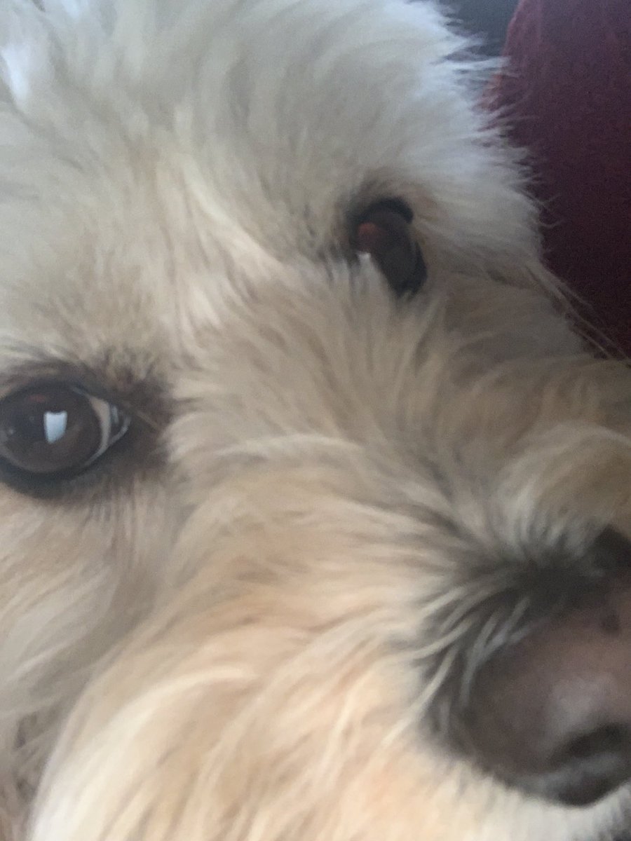 JodiLivon's tweet photo. My beautiful boy Shiloh. #healing #lovedboy #appreciation #Thursday https://t.co/6BGXo0WK2M
