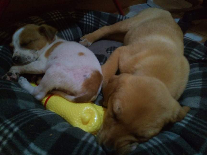 GrStrays's tweet photo. Great news! Two of them found adoption together! I am trying to take the mom and the rest puppies. They are still very scared. I put them food and water every day! ❤️ https://t.co/KlhYTj8y1p