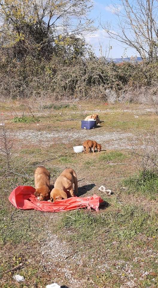 GrStrays's tweet photo. Great news! Two of them found adoption together! I am trying to take the mom and the rest puppies. They are still very scared. I put them food and water every day! ❤️ https://t.co/KlhYTj8y1p