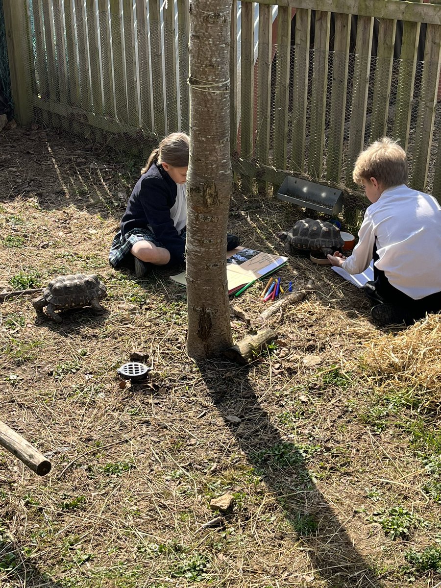 MonktonYear4's tweet photo. We are doing some research on how to look after animals! The Tortoises are more then happy to help us. 🐢🐢 https://t.co/uWrv3VCMYk