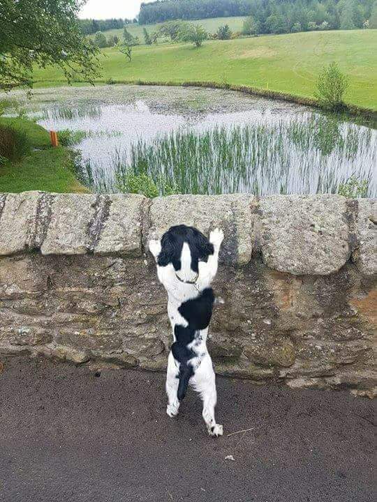 NeilDobson19's tweet photo. Throwback Thursday, Baby Bailey trying to see over the wall 😀❤ #DogsofTwitter https://t.co/3hBX6b9LEp