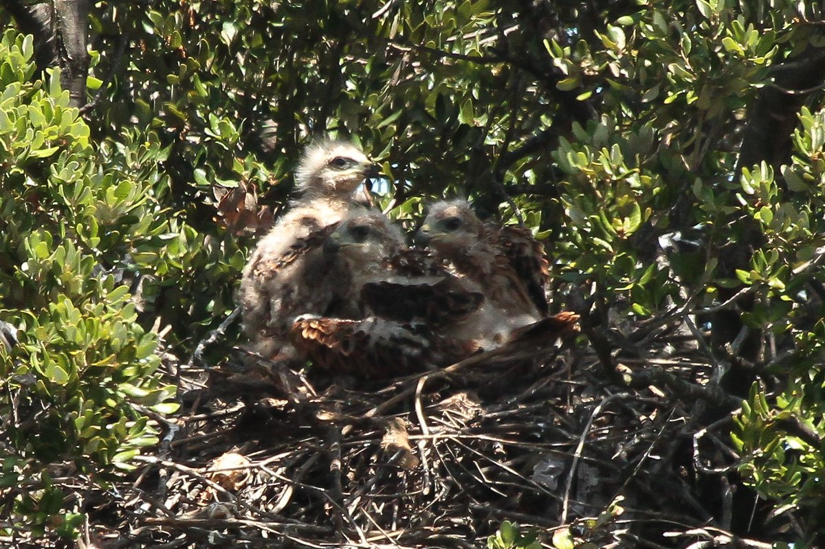 d_corse's tweet photo. Les première pontes 🥚 ont eu lieu début mars et vont se poursuivre jusqu'au mois de mai. L’éclosion🐣 a lieu à environ 30 ou 35 jours après la ponte.  𝗘𝘃𝗶𝘁𝗲𝗿 𝗹𝗲 𝗱𝗲́𝗿𝗮𝗻𝗴𝗲𝗺𝗲𝗻𝘁, ne vous approchez pas des nids 
Photos René Roger
#LIFEprogramme https://t.co/Eon9Emkf0o