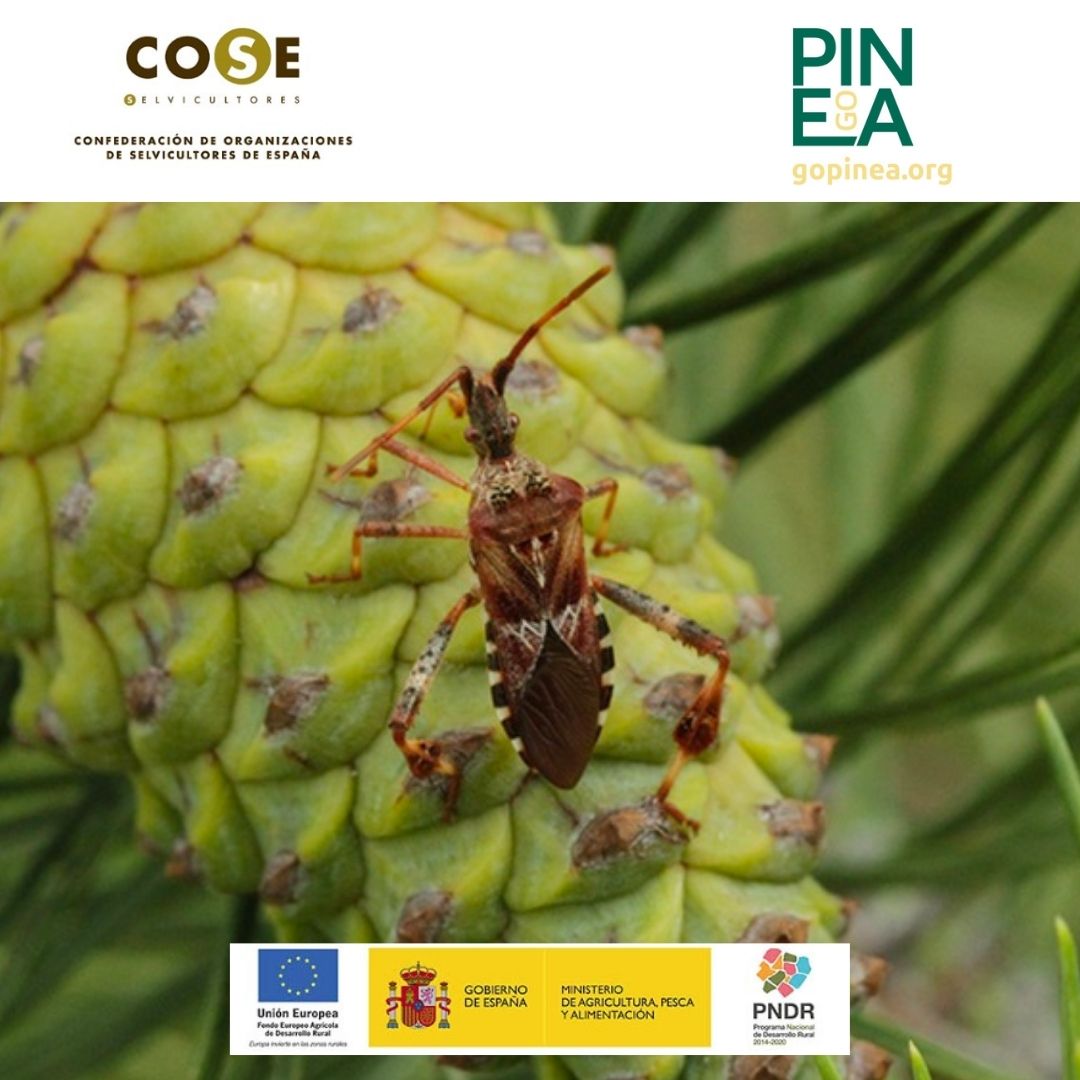 Selvicultores tweet media