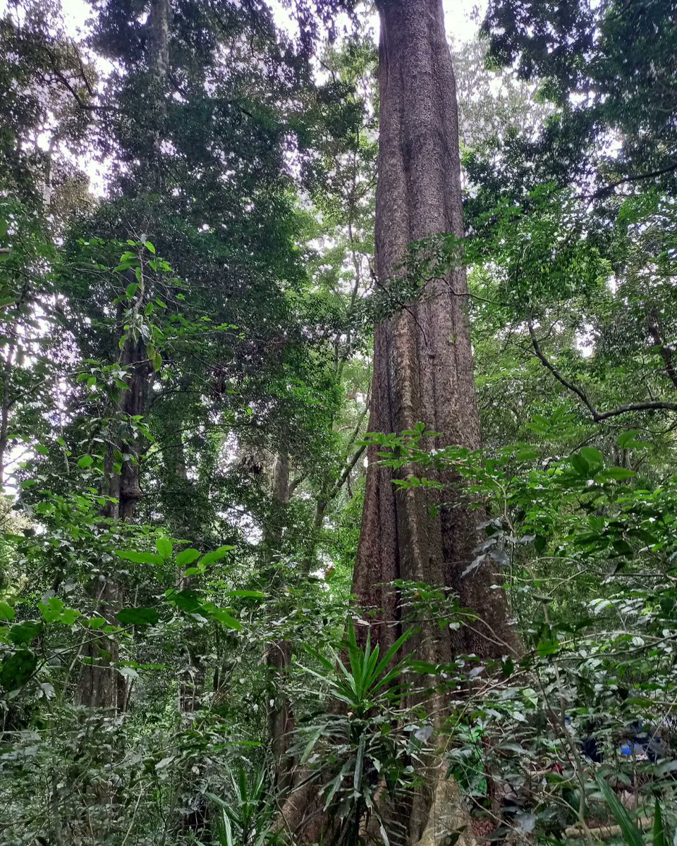 RDunira's tweet photo. The Big Tree
📍Chirinda Forest
•
The forest consist mainly of Mahogany trees.The Big tree is abt 65m in height & approx 1000yrs old.
•
Ever been to the Big tree? Post ur pic, wanna see smthin.
#Travel #NaturePhotography #visitzimbabwe #travelocal #nature https://t.co/l9lRL2Y76i