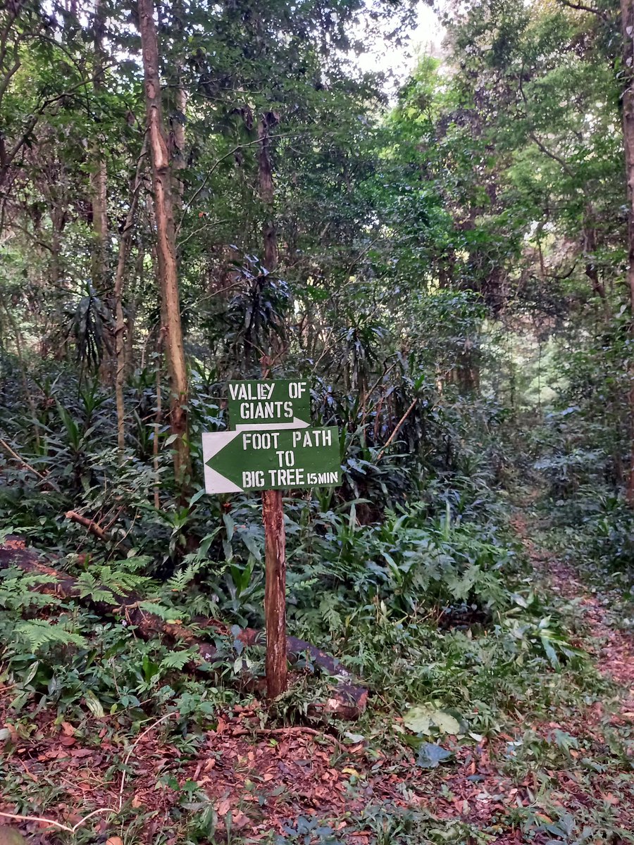RDunira's tweet photo. The Big Tree
📍Chirinda Forest
•
The forest consist mainly of Mahogany trees.The Big tree is abt 65m in height & approx 1000yrs old.
•
Ever been to the Big tree? Post ur pic, wanna see smthin.
#Travel #NaturePhotography #visitzimbabwe #travelocal #nature https://t.co/l9lRL2Y76i
