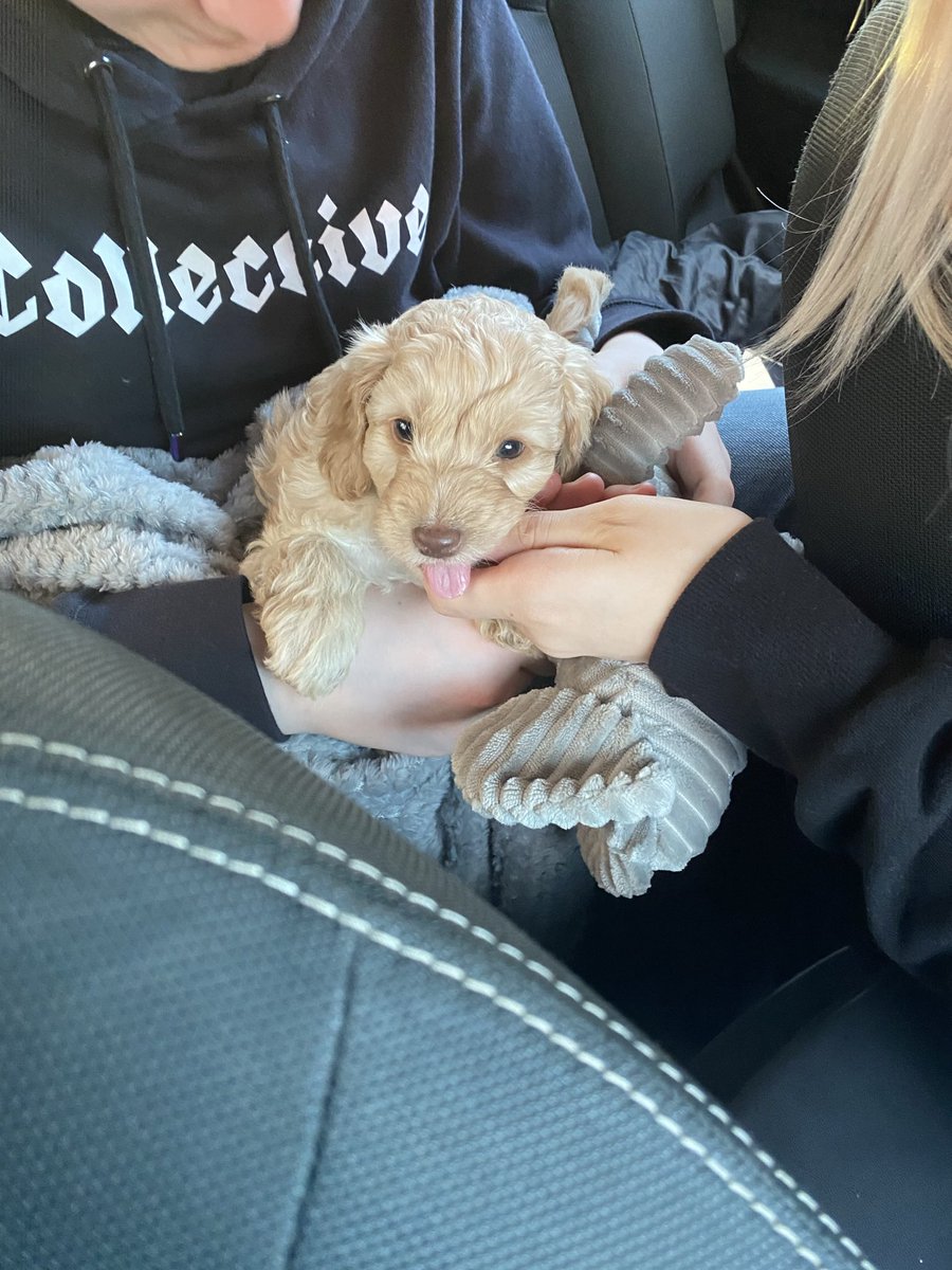 #happynationalpuppyday