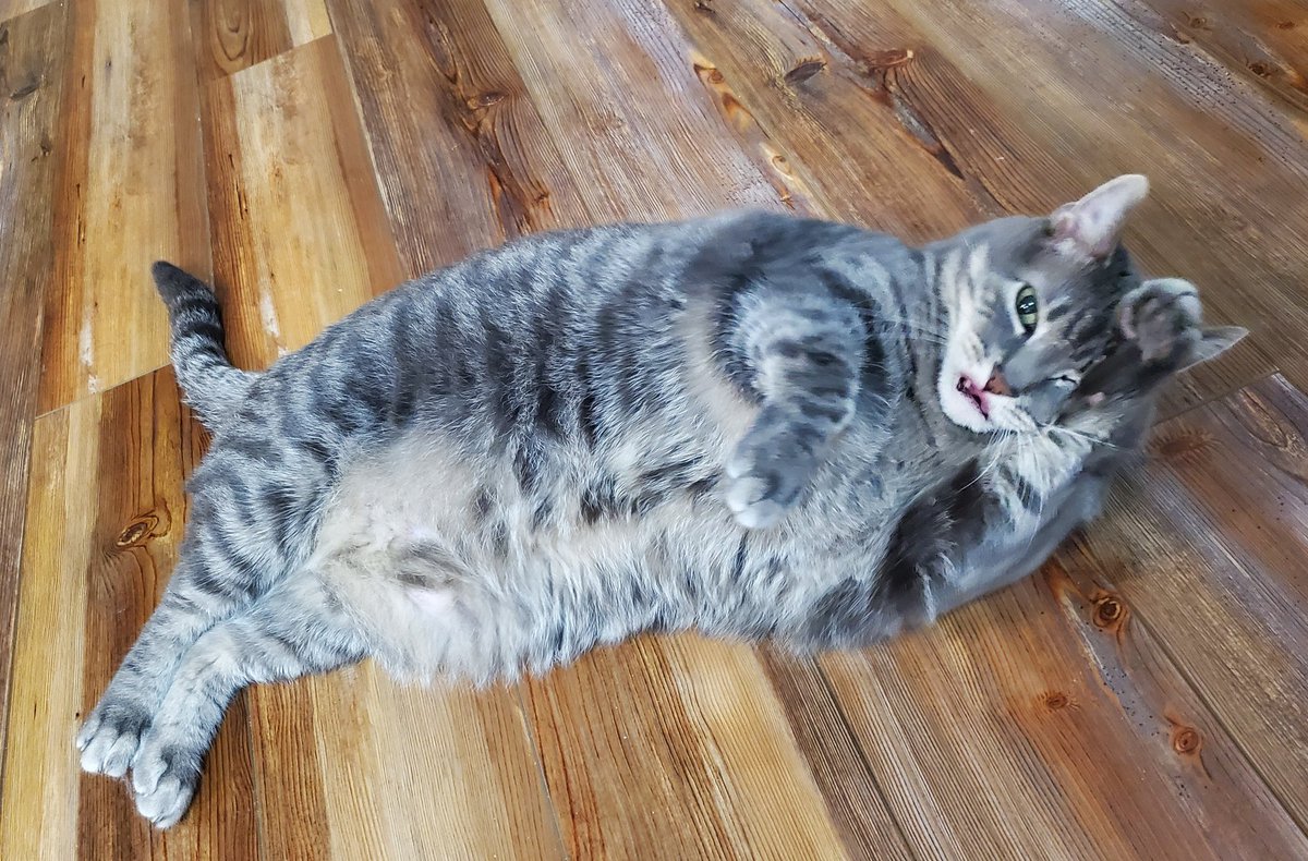 Trishagreenbean's tweet photo. @swordsjew I got you. Look at this fat kitty tummy and glamorous pose. https://t.co/O2erpUmdyj