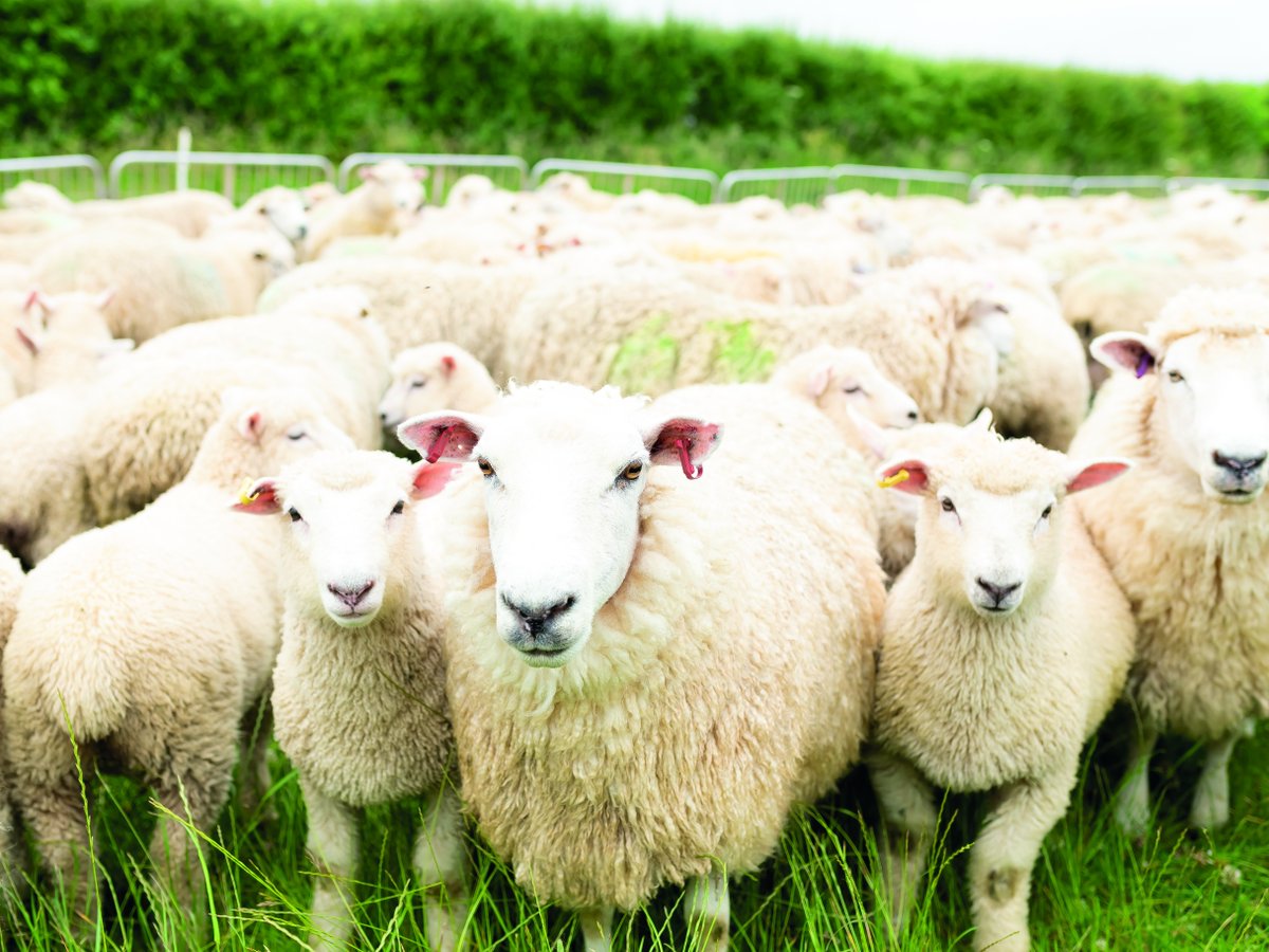 Red Tractor tweet media