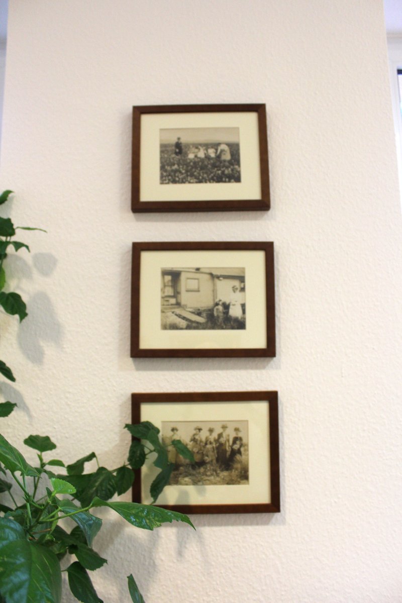 3 Vintage Bilder an der Wand der Heilpraktiker Praxis für klassische Homöopathie &amp; #Alternativmedizin Berlin