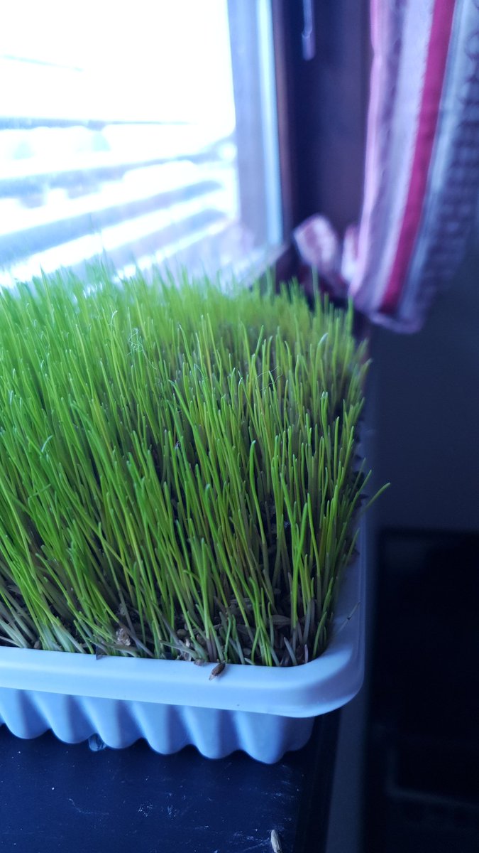 orhusby's tweet photo. Dag 7. Vokser veldig mye nå. Flere cm på to dager. Gresset er kanskje klart til spising etter helgen.
#Trixie #Softgrass #SiriusPus https://t.co/4fqCBXpgfw