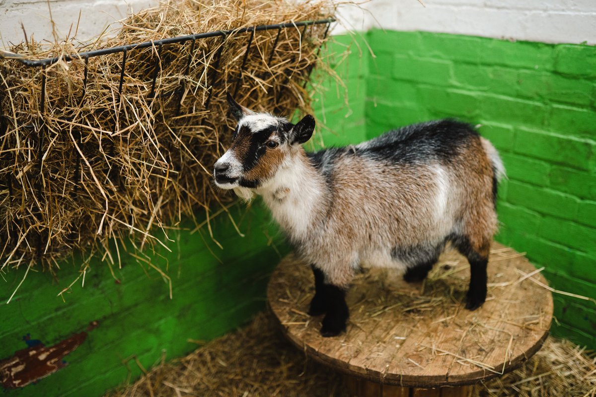 ARK_Sheffield_'s tweet photo. An amazing time exploring @HeeleyCityFarm and talking about #ClimateCrisis. Head to the #arksheffield website to find out how to get involved at the G-Mill with RESOLVE &amp; @SadaccaLimited next week: https://t.co/rqukpX6JdK 
#arksheffieldmove #arksheffieldeat  
📷Becky Payne. https://t.co/x9IhYB8b4Q