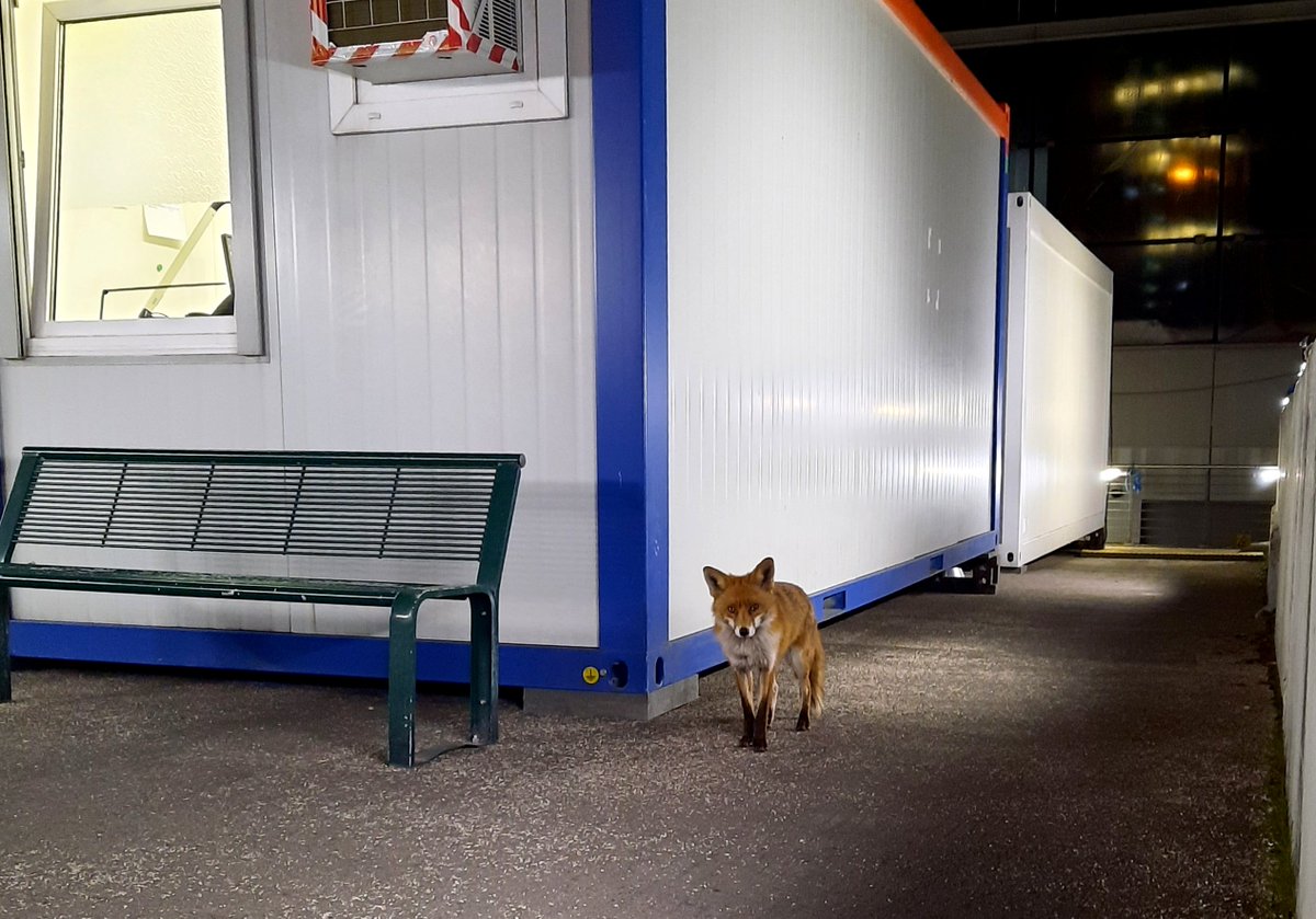 bpol_b's tweet photo. "Fuchs sein allein reicht nicht, man muss sich auch in seinem Wald auskennen" - #Berlin|er #Stadtfuchs nach der Schulung unserer Kolleginnen & Kollegen am #Ostbahnhof. 😉 https://t.co/9ryJtqcQyd