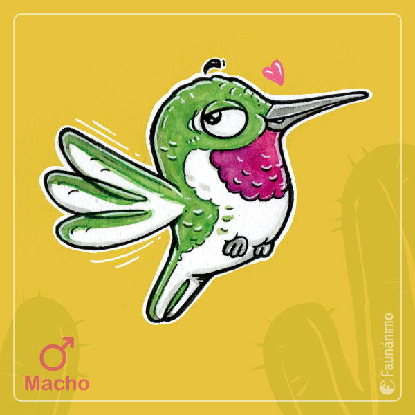 #Dimorfismo en la fauna chilena. 
Picaflor de Arica ⭐💘

Es el más pequeñito entre todos los picaflores chilenos y entre los más pequeños a nivel mundial. El nivel riesgo de esta “estrellita chilena” es crítico

#picaflordearica 
Info del #Memorianimal 1

tienda.faunanimo.cl