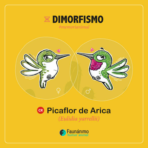 faunanimo's tweet photo. #Dimorfismo en la fauna chilena.
Picaflor de Arica ⭐💘
Es el más pequeñito entre todos los picaflores chilenos y entre los más pequeños a nivel mundial. El nivel riesgo de esta “estrellita chilena” es crítico
#picaflordearica
Info del #Memorianimal 1
https://t.co/uLFNeK9R4V https://t.co/wYpb4RY3P1